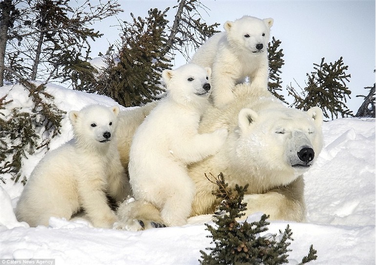 polar bears